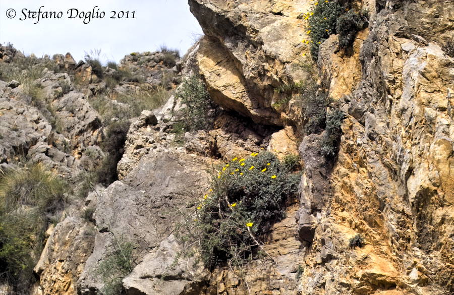 Sonchus masguindalii